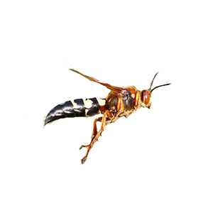 Cicada killer wasp identification in Iowa - Springer Professional Home Services