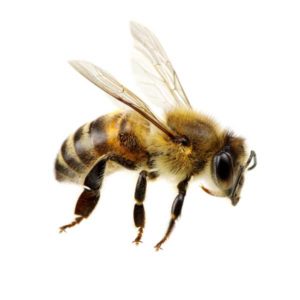 Honey bee identification in Iowa - Springer Professional Home Services