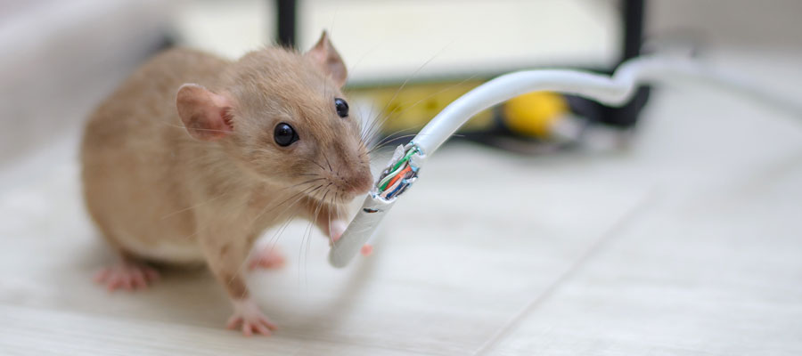 Rats chew through wires in Des Moines IA homes. THe mice exterminators at Springer Professional Home Services can prevent them!