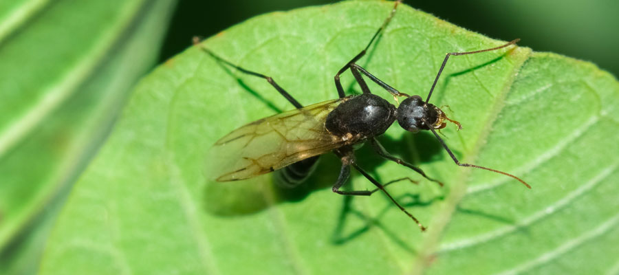 Carpenter ants are frequently confused with termites in Des Moines IA - Learn how to tell them apart with expert info from Springer Professional Home Services!