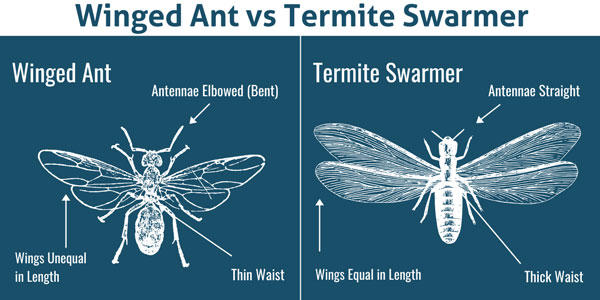 Winged ant vs. termite in Des Moines IA - Springer Professional Home Services