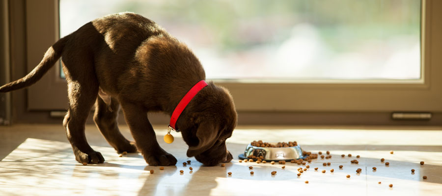 Pick up pet food to avoid ants in your Des Moines IA - Springer Professional Home Services