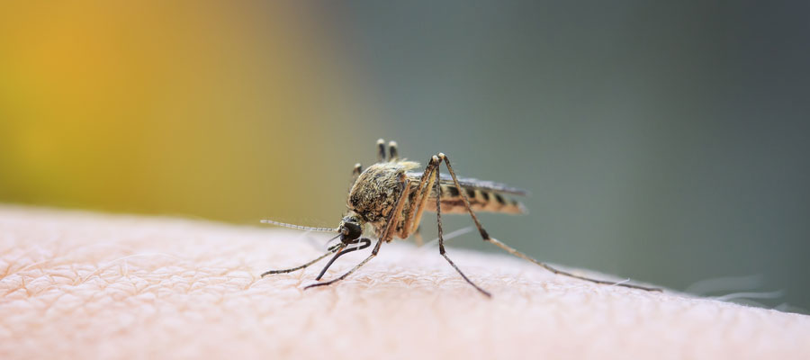 Mosquito bites do not transmit coronavirus. Springer Professional Home Services in Des Moines IA