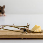 Mouse traps are a common DIY pest control method in Des Moines IA. Learn more from Springer Professional Home Services.