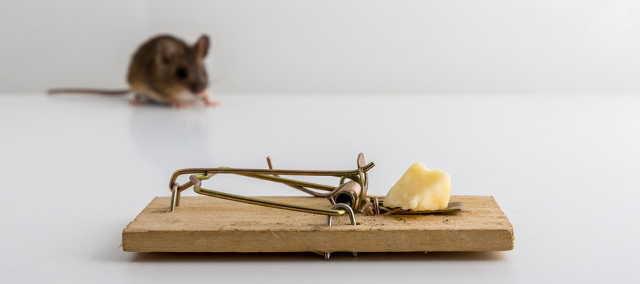 Pros And Cons of Using Mouse Traps for Pest Control  