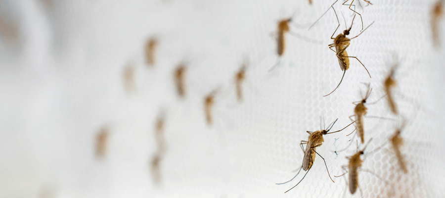 Learn how to prevent mosquitoes in your Des Moines IA home - Springer Professional Home Services