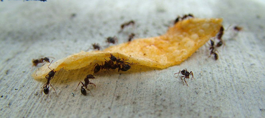 Preventing summertime ant infestations in Des Moines IA with tips from Springer Professional Home Services