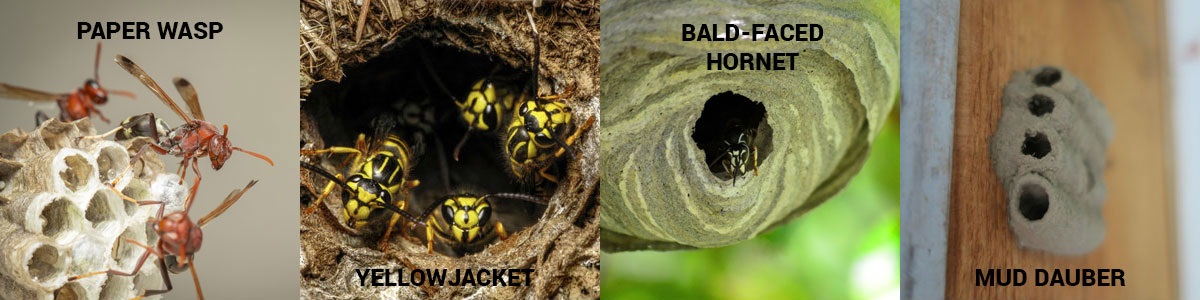 Wasp nest guide in Des Moines Iowa - Springer Professional Home Services