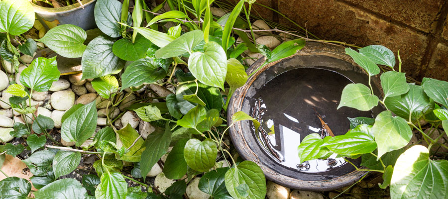 Standing water in pots in your Central Iowa yard can be an easy mosquito breeding ground - Springer Professional Home Services