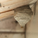 Wasp nest identification guide in Des Moines Iowa - Springer Professional Home Services