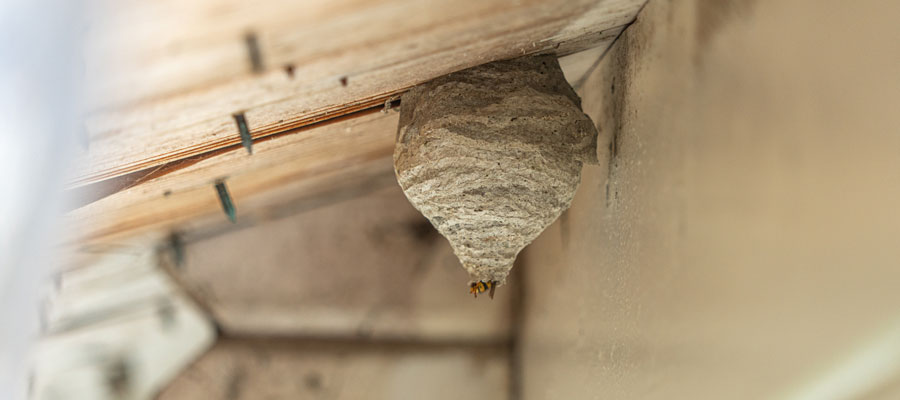 Wasp nest identification guide in Des Moines Iowa - Springer Professional Home Services