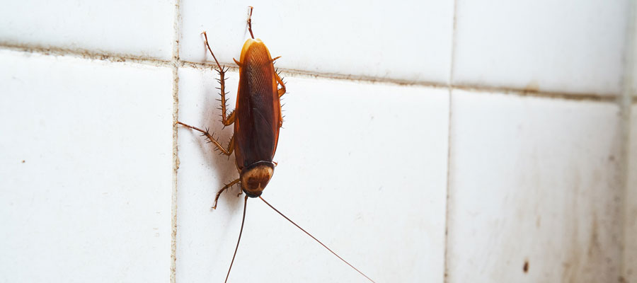 Summer cockroaches in Des Moines IA - Springer Professional Home Services