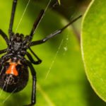 Black widows are a dangerous spider in Des Moines IA - Springer Professional Home Services