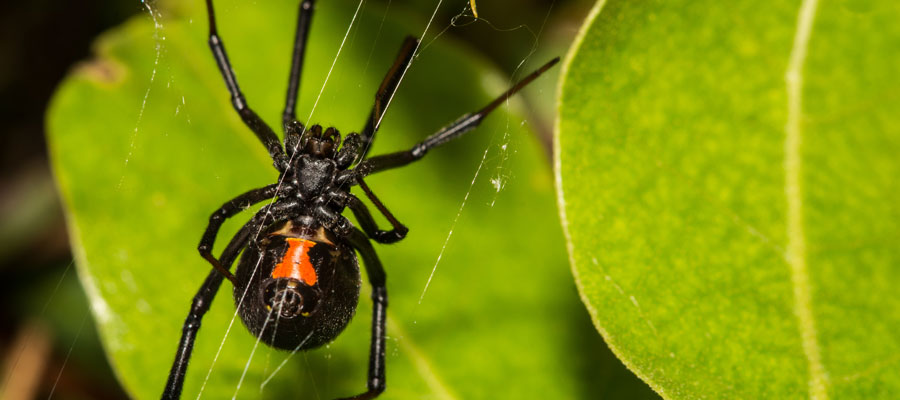 Black widows are a dangerous spider in Des Moines IA - Springer Professional Home Services