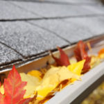 Pest-proofing tips for fall in Des Moines IA - Springer Professional Home Services