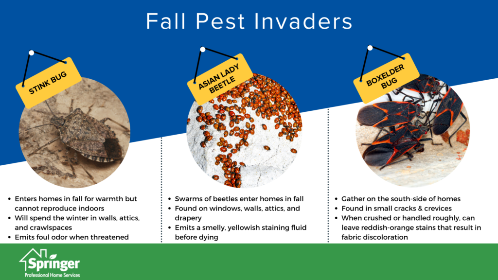 Fall pest prevention in Iowa - Springer Professional Home Services 