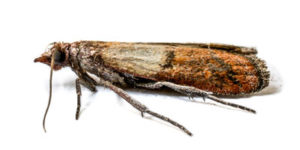 Indian meal moths are a common pantry pest in Des Moines IA - Springer Professional Home Services