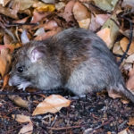 Rodents are entering Des Moines IA homes during the pandemic - Springer Professional Home Services