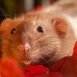 Rodents are a common seasonal pest in Des Moines IA - Springer Professional Home Services