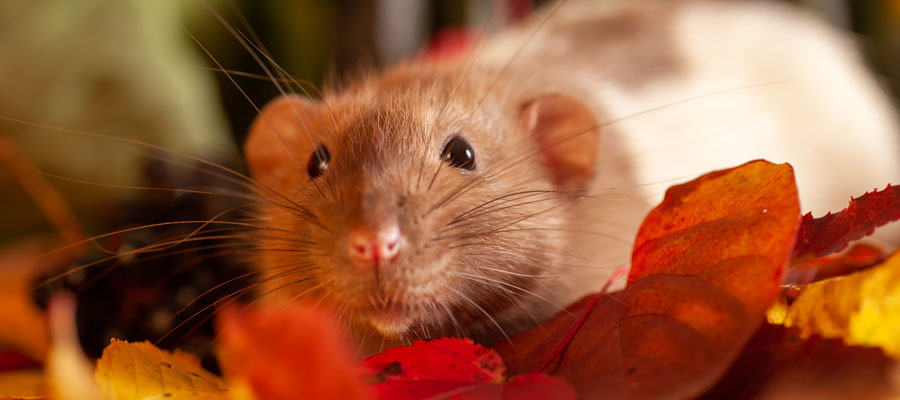 Rodents are a common seasonal pest in Des Moines IA - Springer Professional Home Services