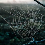 Spiders are common fall pests in Des Moines IA - Springer Professional Home Services