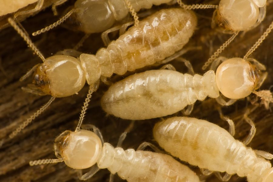 What is the life cycle of a termite in Iowa - Springer Professional Home Services