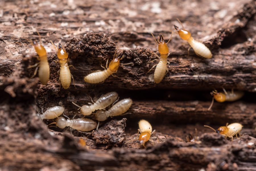 What termites are in Iowa - Springer Professional Home Services