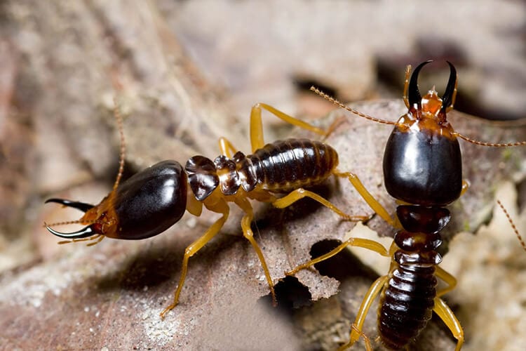 How do termites spread in Iowa - Springer Professional Home Services
