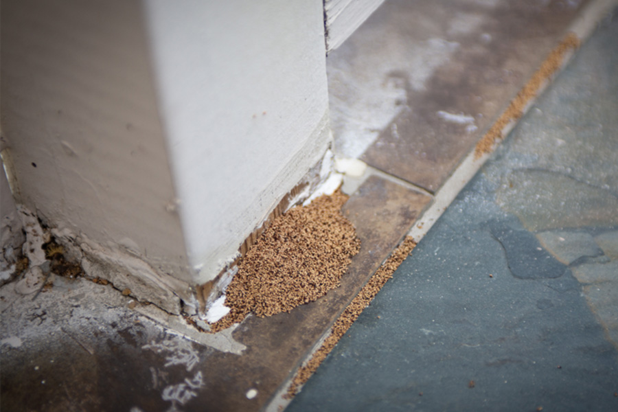 What are the signs of a termite infestation in Iowa - Springer Professional Home Services