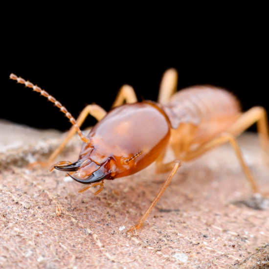 Termite identification in Des Moines Iowa - Springer Professional Home Services
