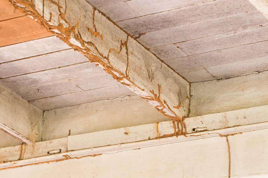 What does termite damage look like in Iowa - Springer Professional Home Services
