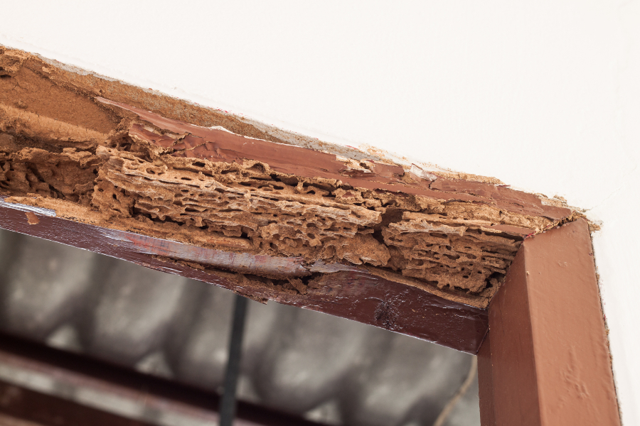 What are the costs of termite prevention in Iowa - Springer Professional Home Services