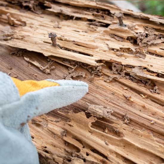 Termite prevention in Des Moines Iowa - Springer Professional Home Services