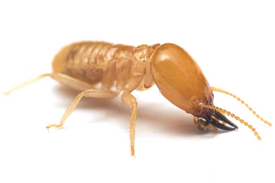 What does a termite look like in Iowa - Springer Professional Home Services
