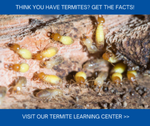 Termites in Iowa