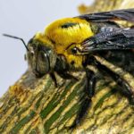 What carpenter bees look like in Des Moines - Springer Professional Home Services
