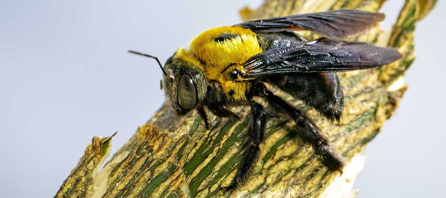 What carpenter bees look like in Des Moines - Springer Professional Home Services
