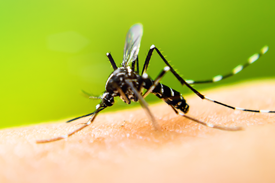 Mosquito identification in Iowa; Springer Professional Home Services