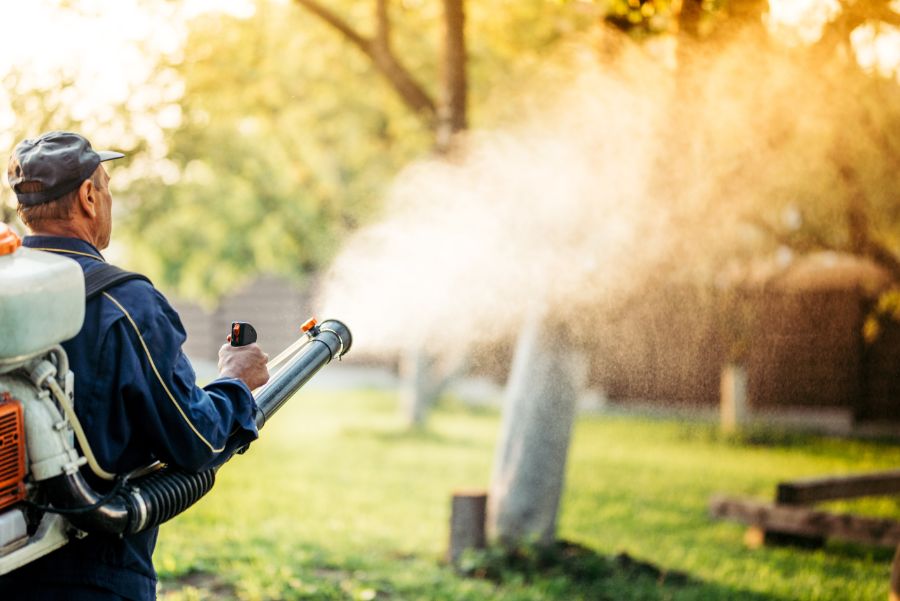 How to get rid of mosquitoes in your yard in Iowa - Springer Professional Home Services