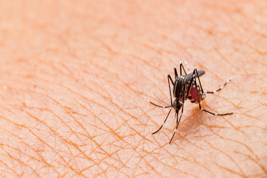Do mosquitoes bite in Iowa; Springer Professional Home Services