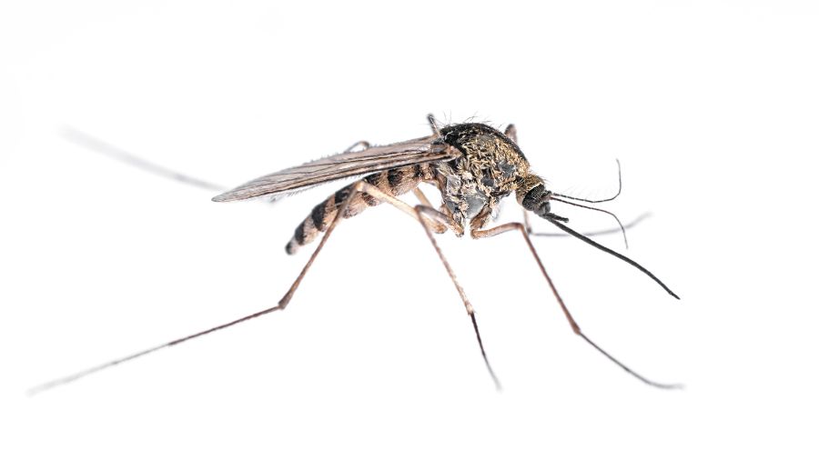 What do mosquitoes look like in Iowa? Springer Professional Home Services