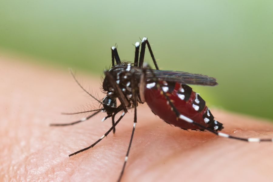 Can mosquitoes transmit HIV or AIDS in Iowa; Springer Professional Home Services