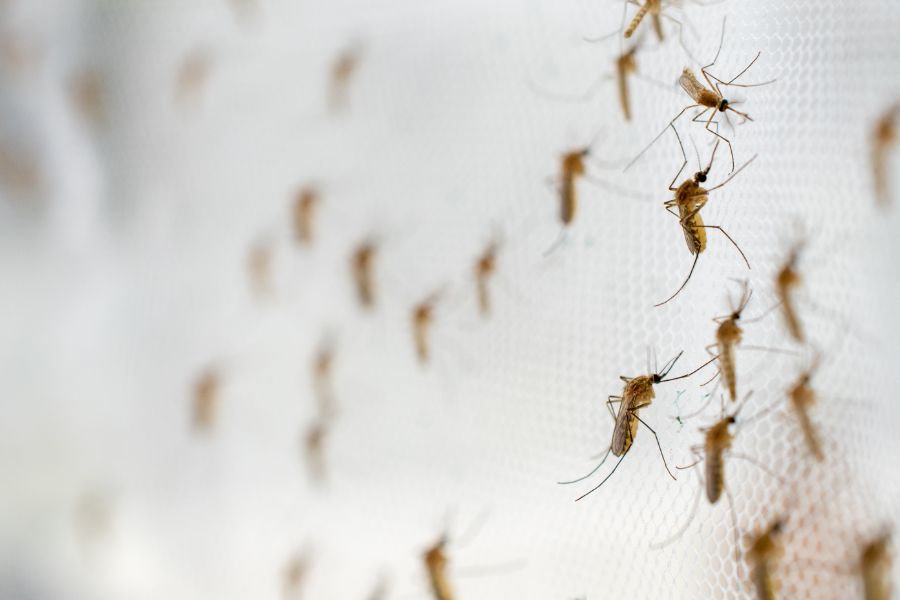 Where do mosquitoes breed in Iowa; Springer Professional Home Services