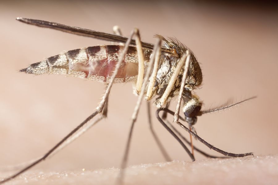 What diseases do mosquitoes spread in Iowa; Springer Professional Home Services
