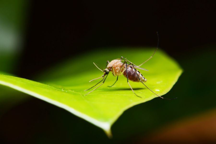 What do mosquitoes eat in Iowa; Springer Professional Home Services