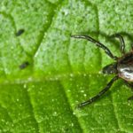 Deer tick found in Central Iowa - Springer Professional Home Services