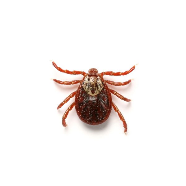 American dog tick identification in Iowa - Springer Professional Home Services