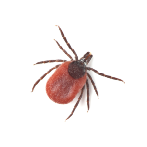 Deer tick identification in Iowa - Springer Professional Home Services