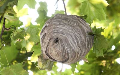 What hornet nests look like in in Des Moines IA - Springer Professional Home Services