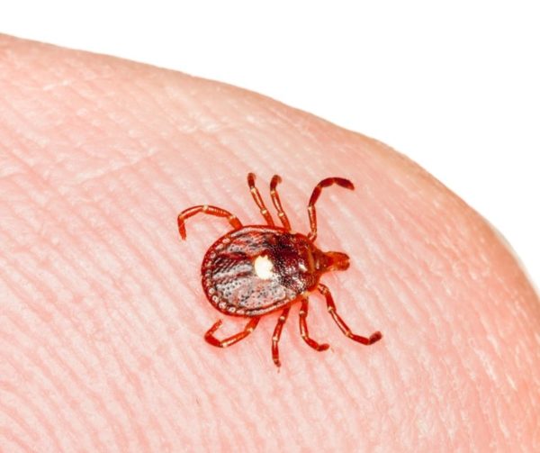 Lone Star tick identification in Iowa - Springer Professional Home Services